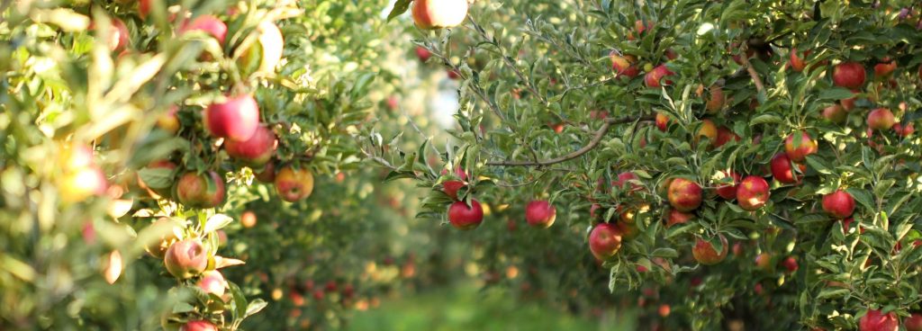 De Drie Wilgen: Belgische pionier in biologische fruitsappen